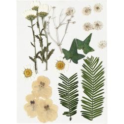 Fiori e foglie pressati