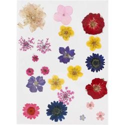 Fiori e foglie pressati
