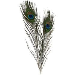 Piume di pavone, L: 25-30 cm, 10 pz/ 1 conf.