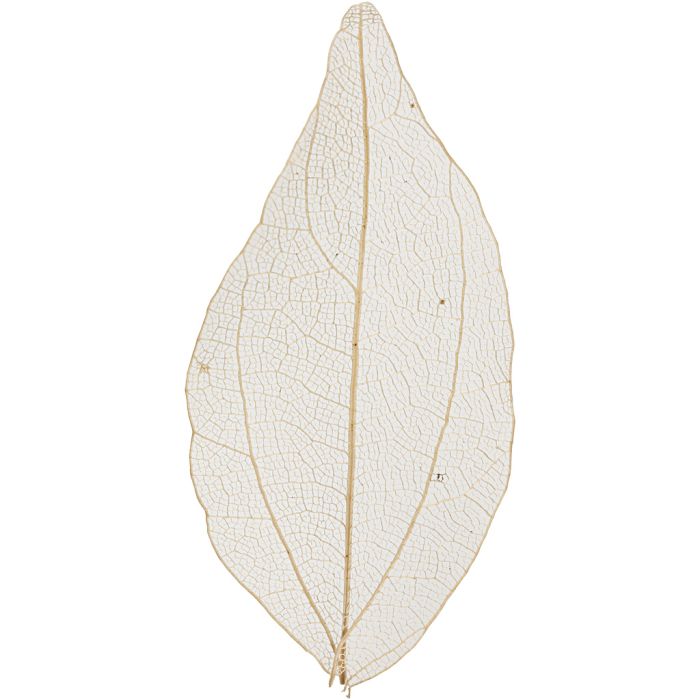 Foglie, L: 4,5-8 cm, natural, 20 pz/ 1 conf.
