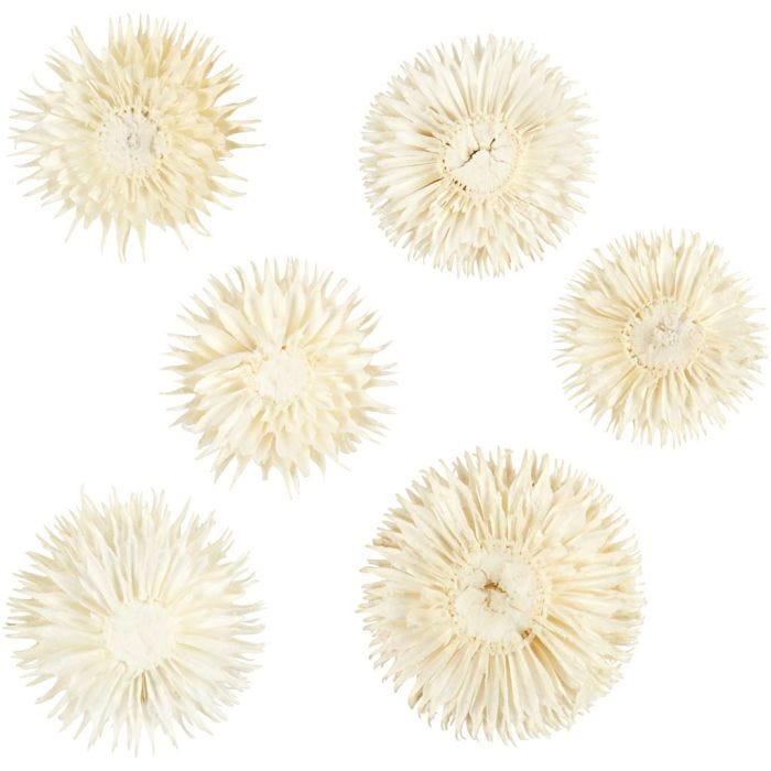 Capolini Secchi, diam 3-5 cm, 6 pz/ 1 conf.