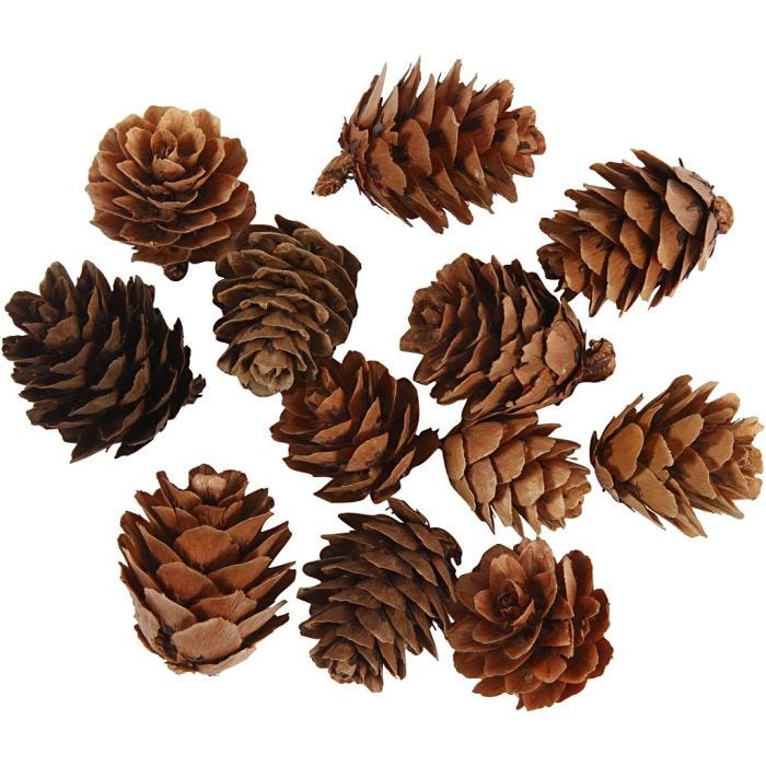 Pigne grandi, 12 pz/ 1 conf.