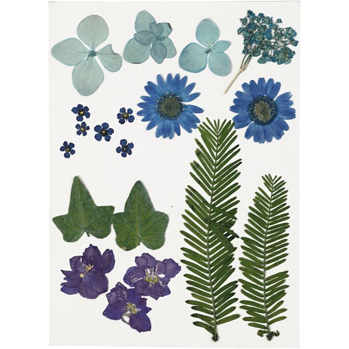 Fiori e foglie pressati, blu, 1 conf.