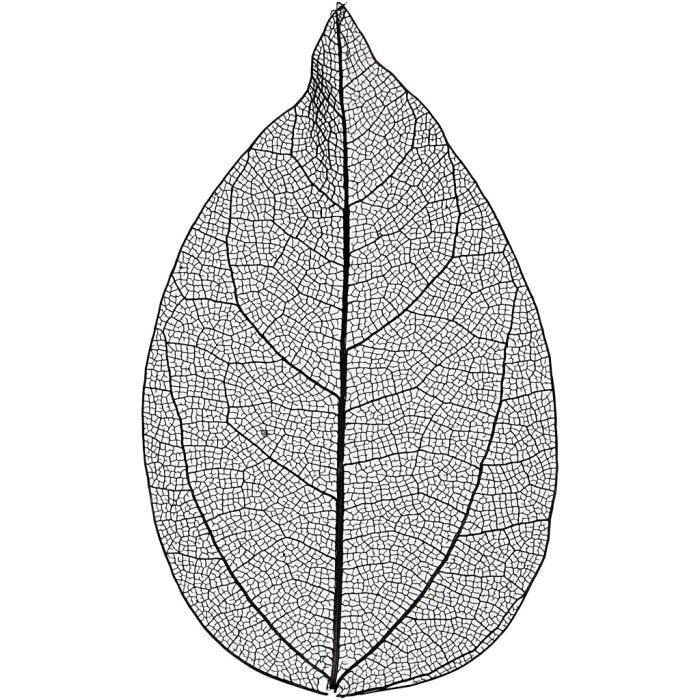 Foglie, L: 6-8 cm, nero, 20pz/ 1 conf.