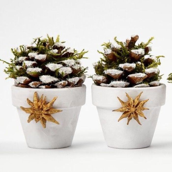 Flowerpots with Pinecones