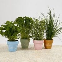 Decorated Pots for Herbs